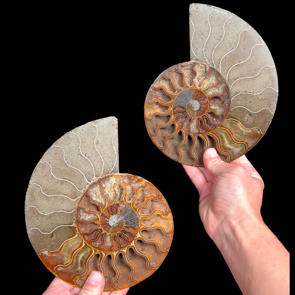 Large Cut and Polished Cleoniceras Ammonite Shell Fossil