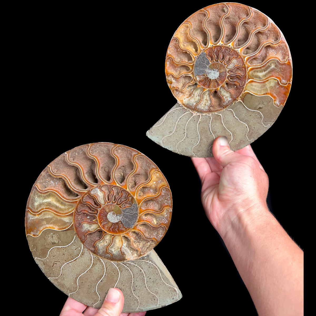 Large Split Ammonite Fossil Pair from Madagascar