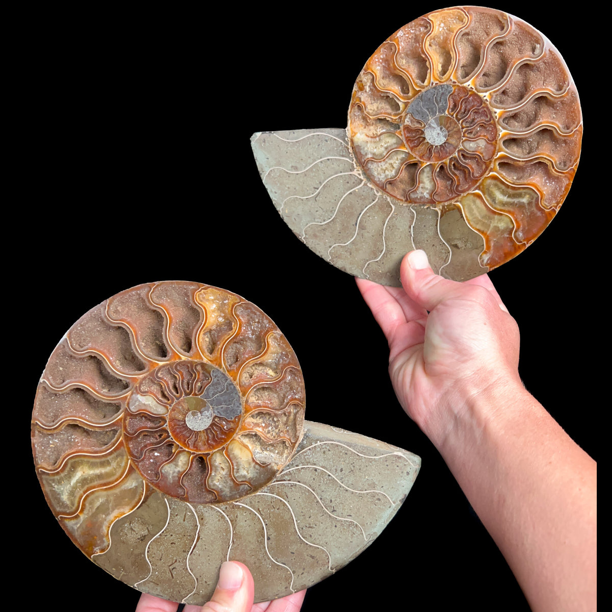 Large Ammonite Fossil Pair Madagascar