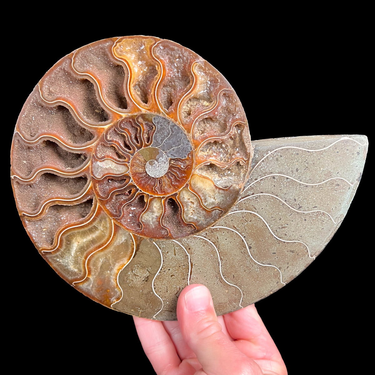 Ammonite Shell Fossil from Madagascar Cleoniceras sp.