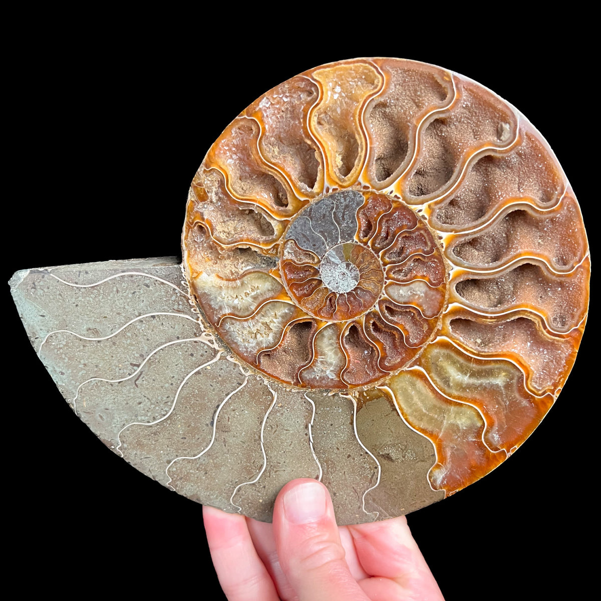 Crystals Inside Ammonite Shell Fossil