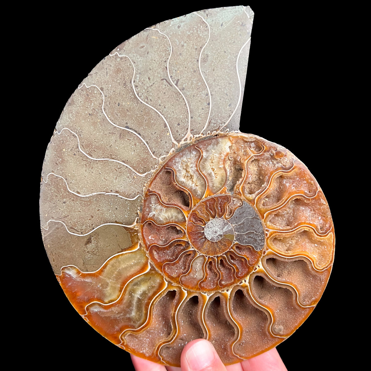 Large Cleoniceras Ammonite Fossil Shell from Madagascar