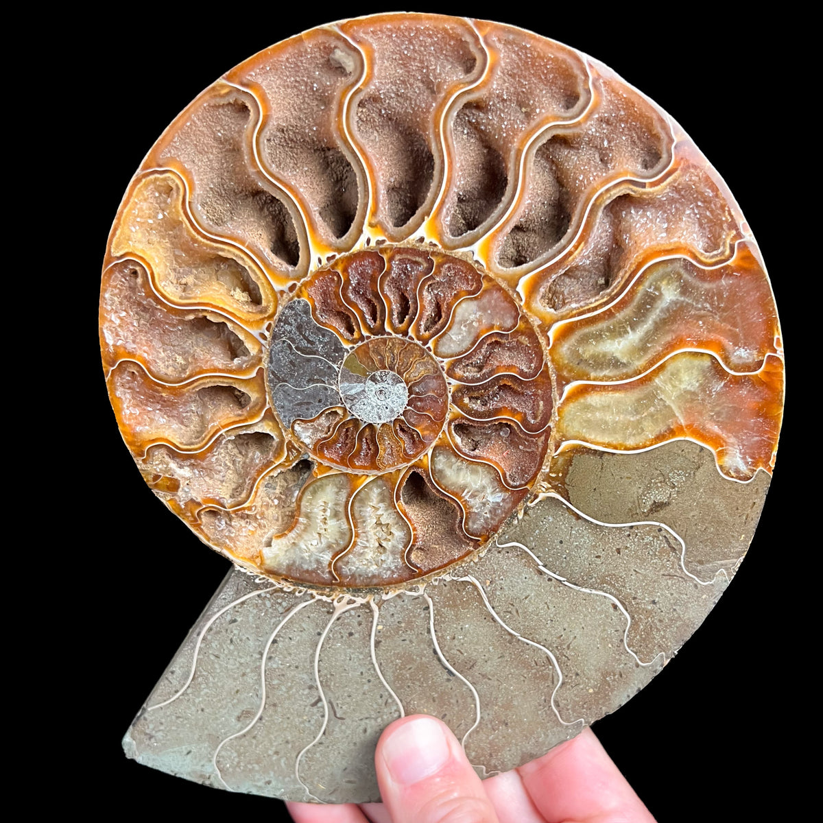 Calcite Crystals Inside Cleoniceras Ammonite Shell Fossil