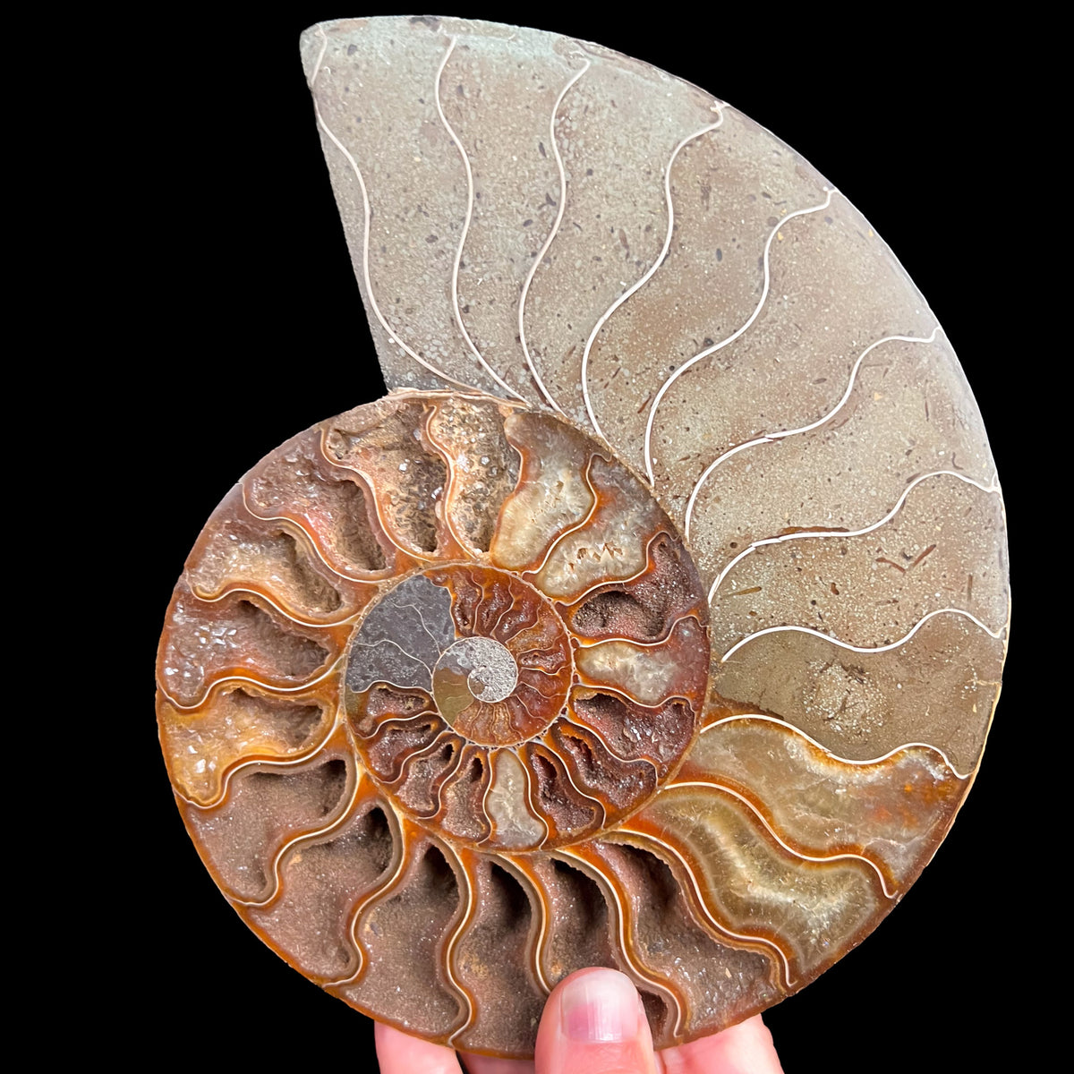 Large Ammonite Shell Fossil from Madagascar