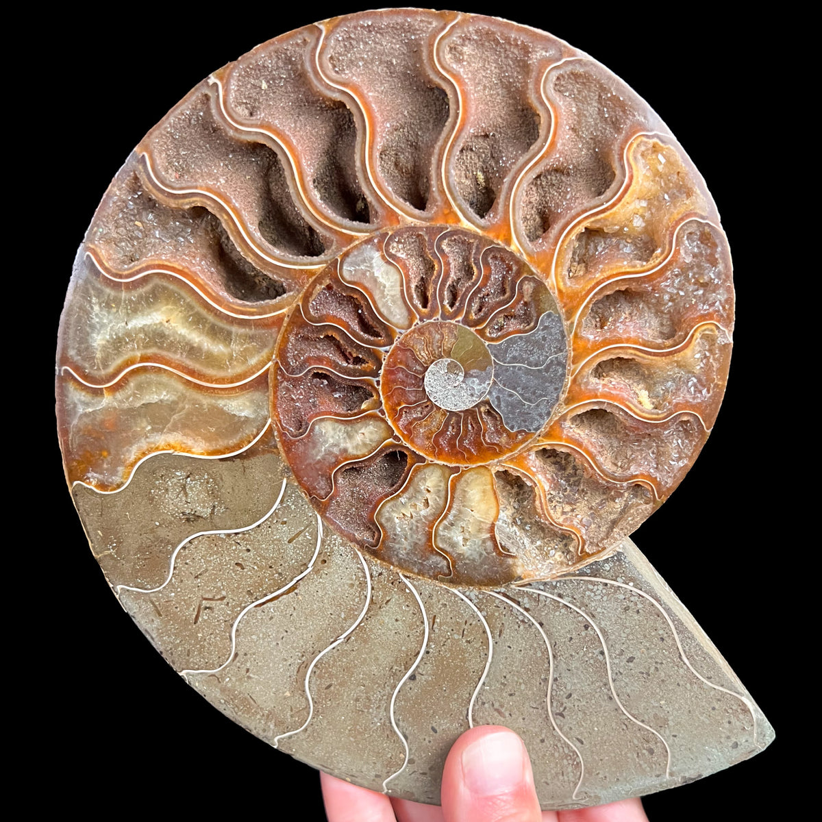 Interior of Large Cleoniceras Ammonite Fossil