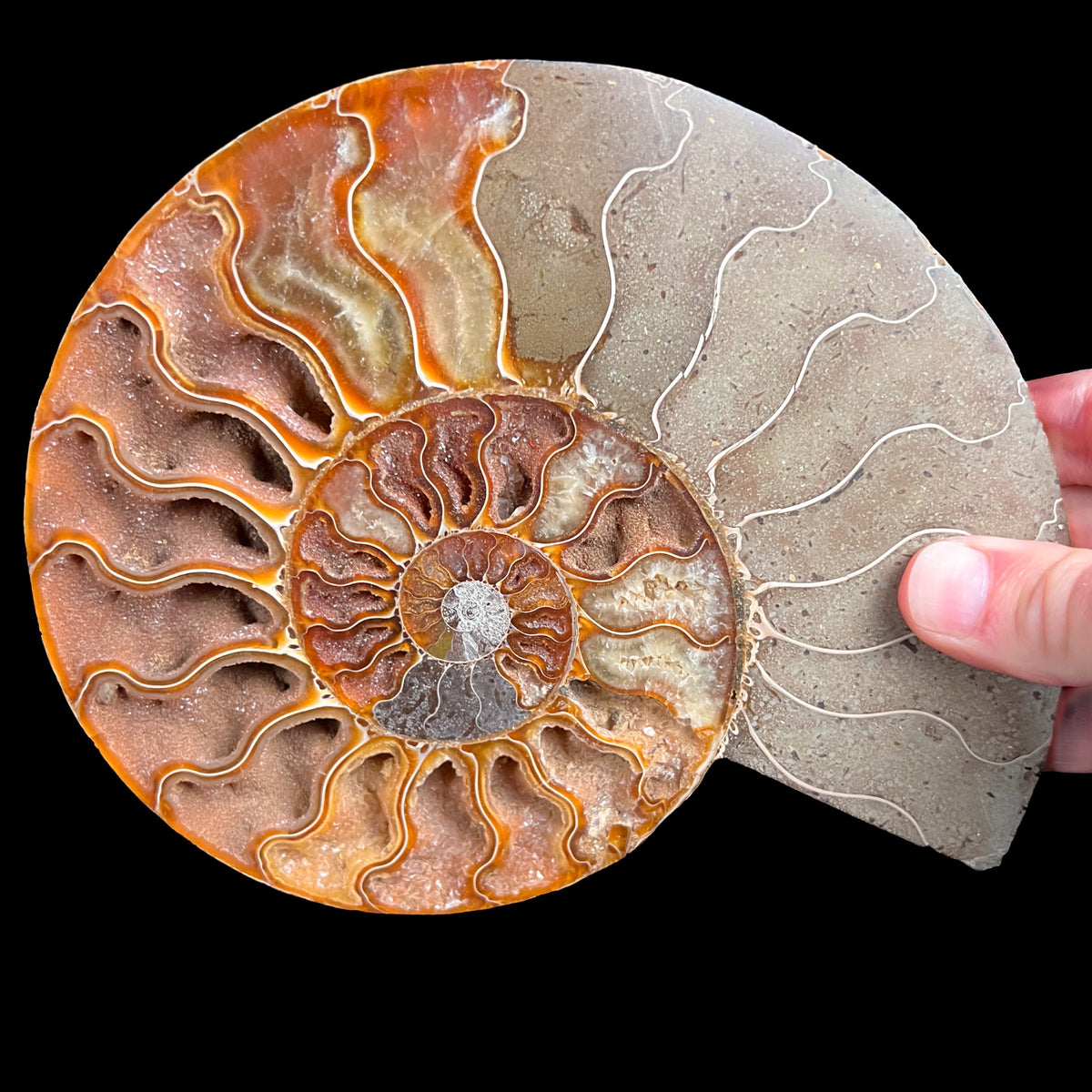 Cleoniceras Ammonite Fossil from Madagascar
