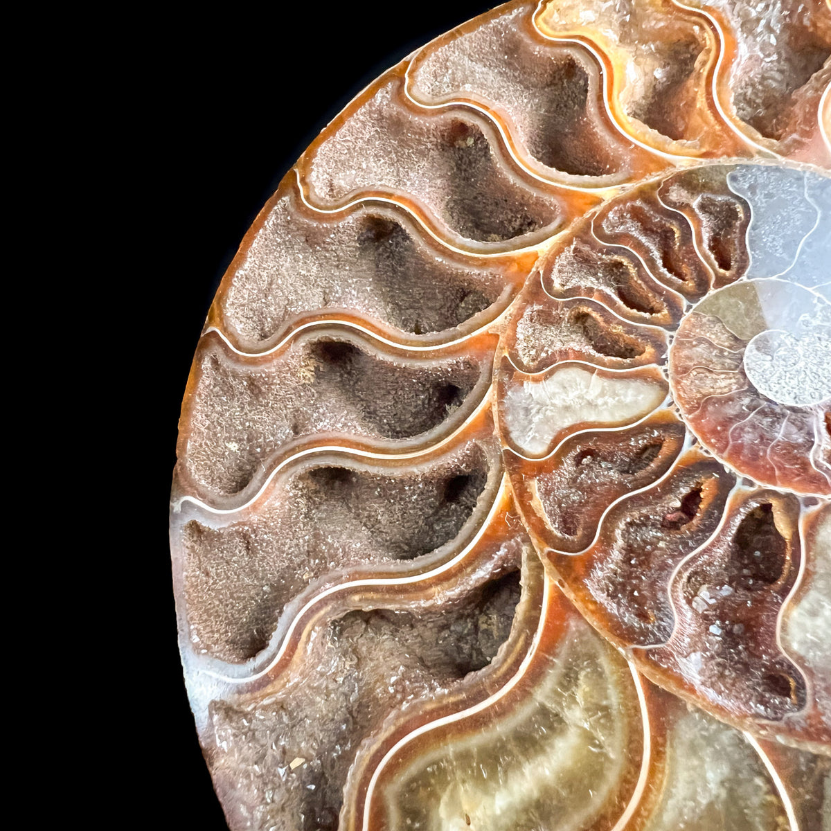 Close Up of Calcite Crystals Inside Ammonite Fossil Shell