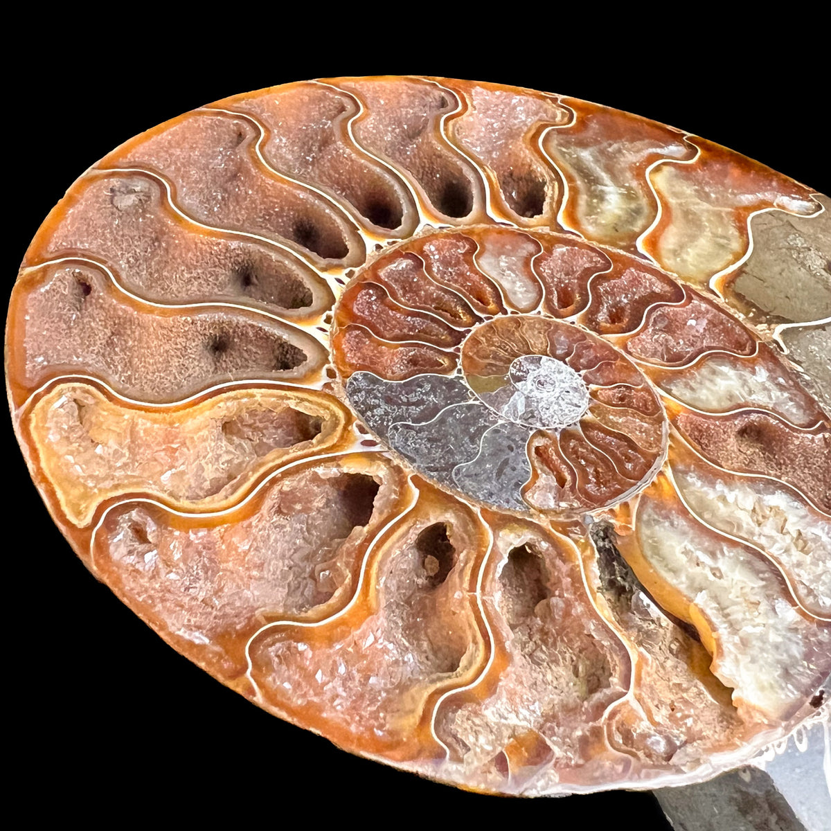 Growth Chambers Inside Cleoniceras Ammonite Shell Fossil