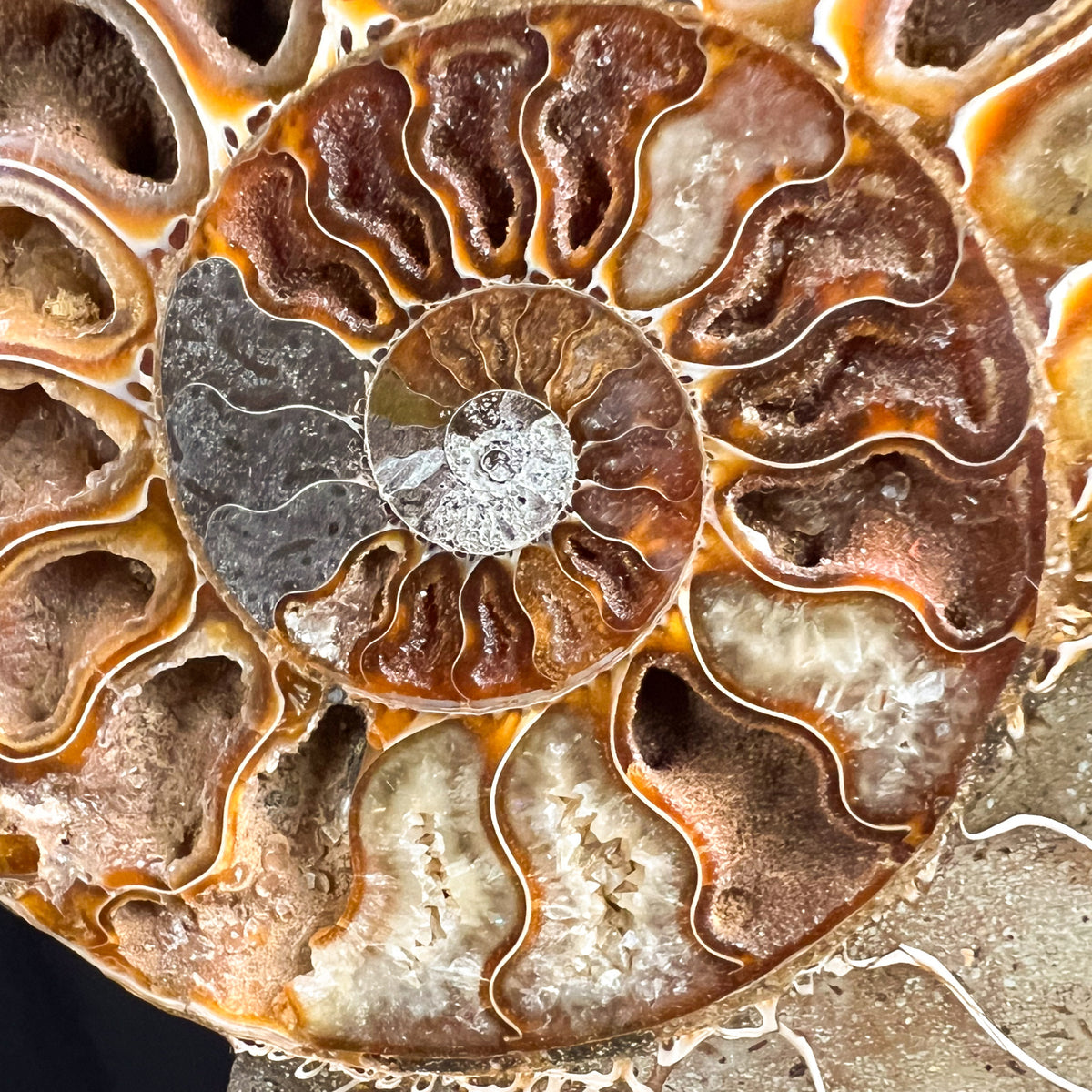 Close Up of Calcite Crystals Inside Ammonite Growth Chambers