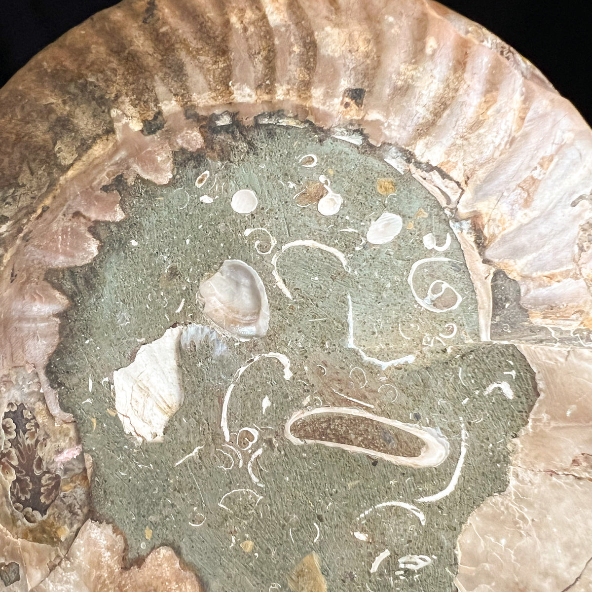 Exterior of Ammonite Fossil showing Shell Fragment inclusions