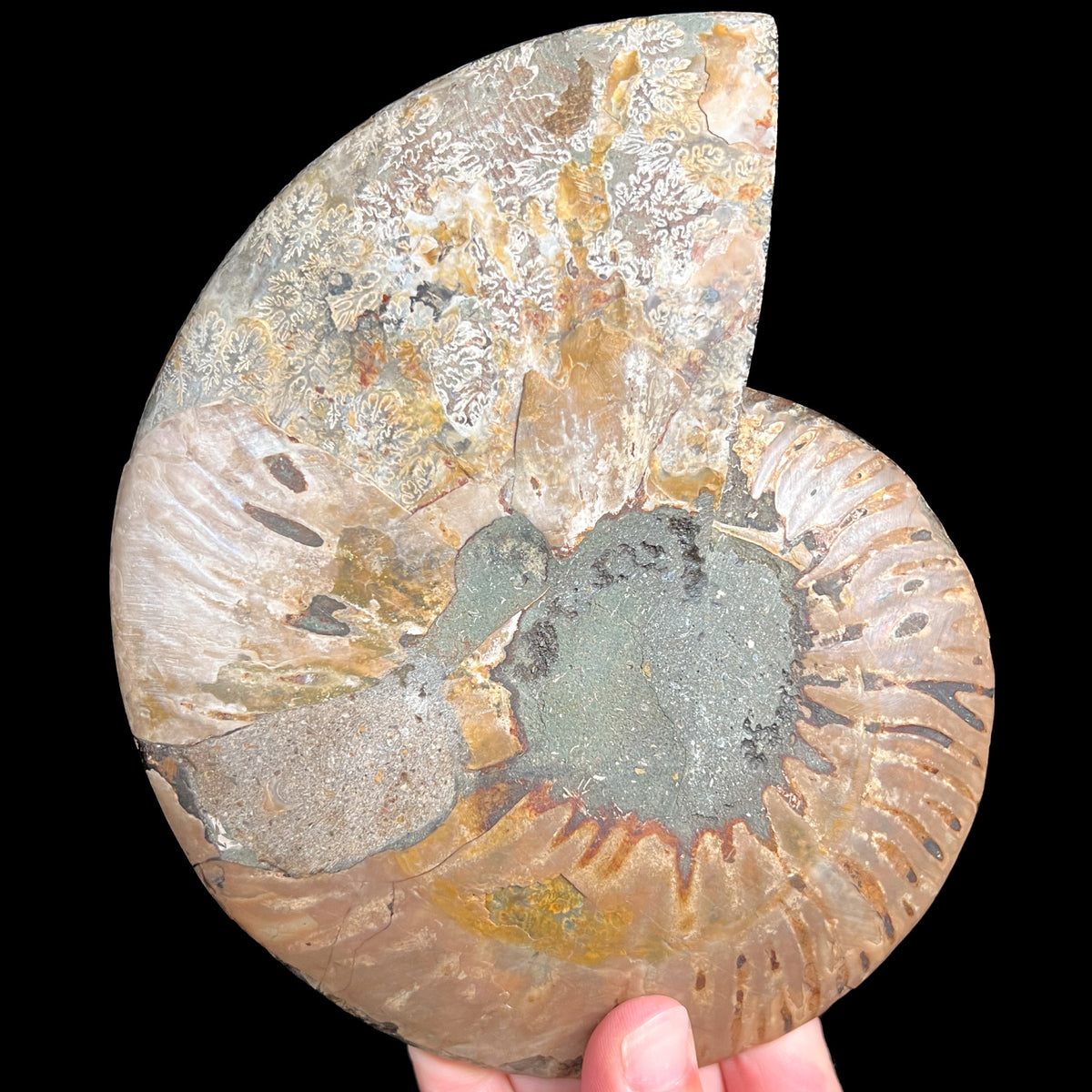 Exterior of Large Cleoniceras Ammonite Shell Fossil