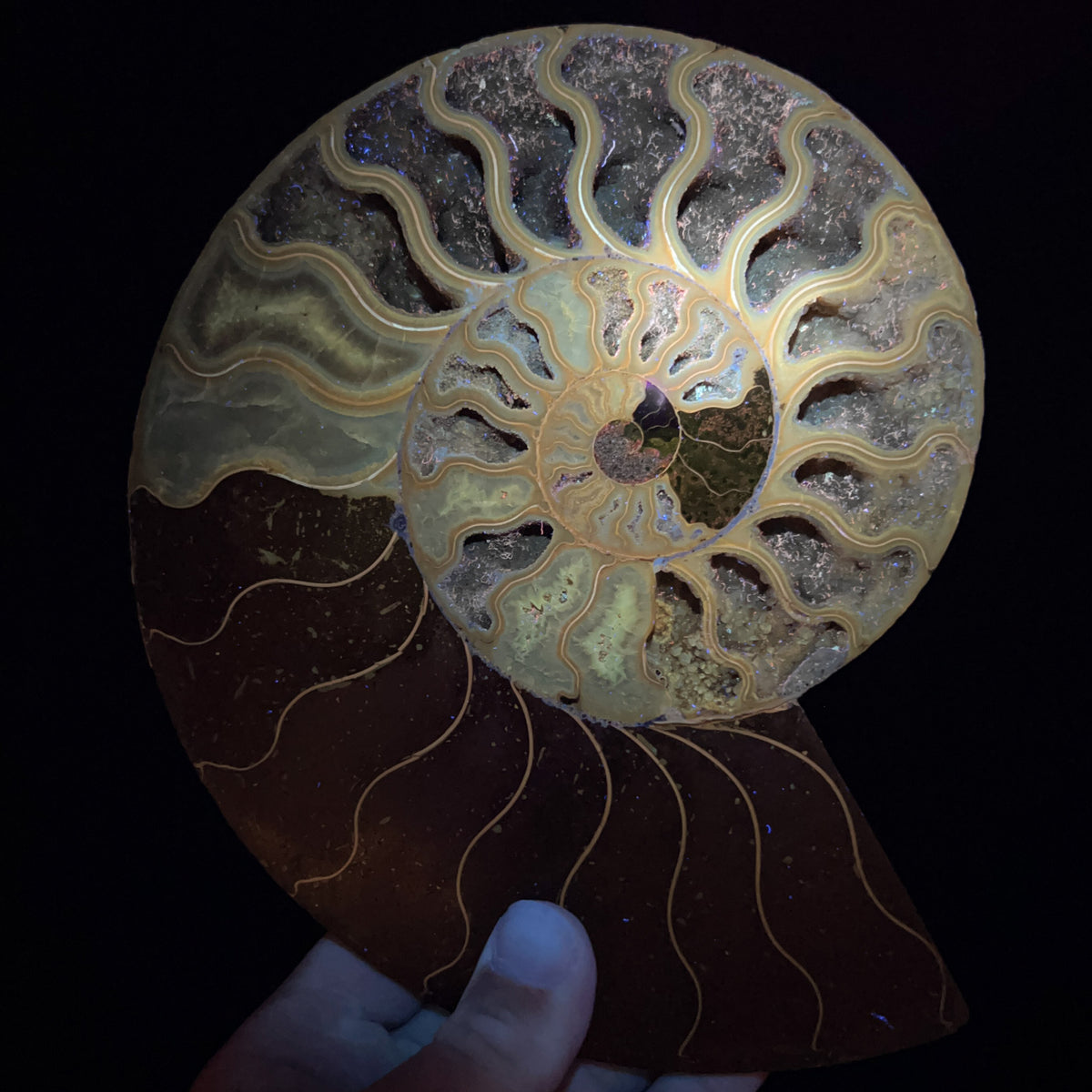 Ammonite Fossil Displaying Fluorescence Under UV Flashlight