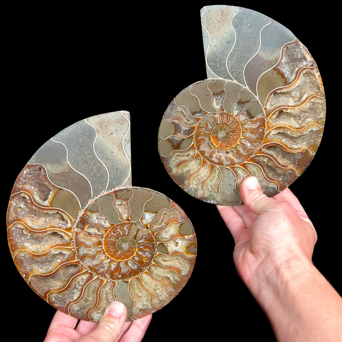 Large Cut and Polished Cleoniceras Ammonite Fossil Shell Pair