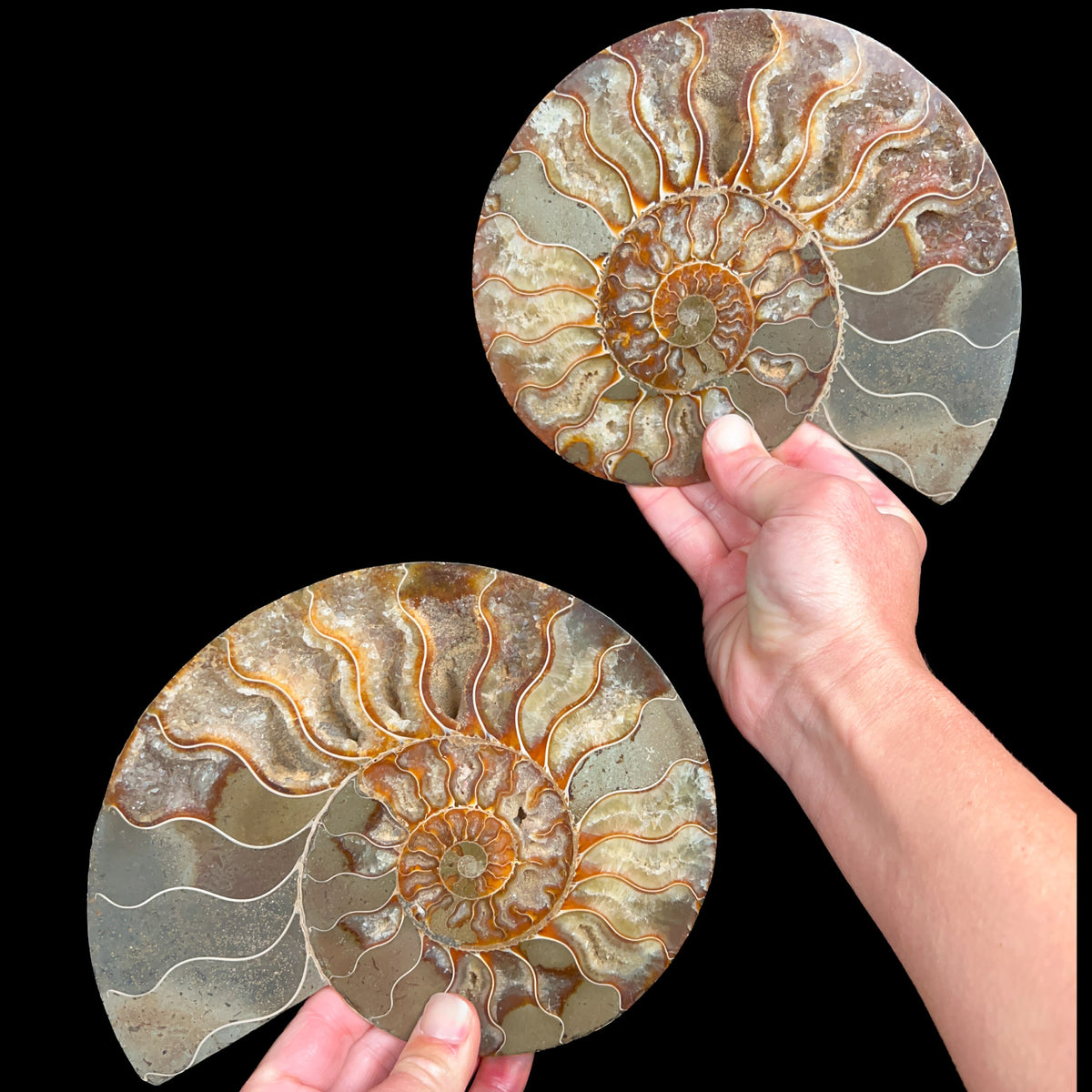 Cleoniceras Ammonite Fossil Pair