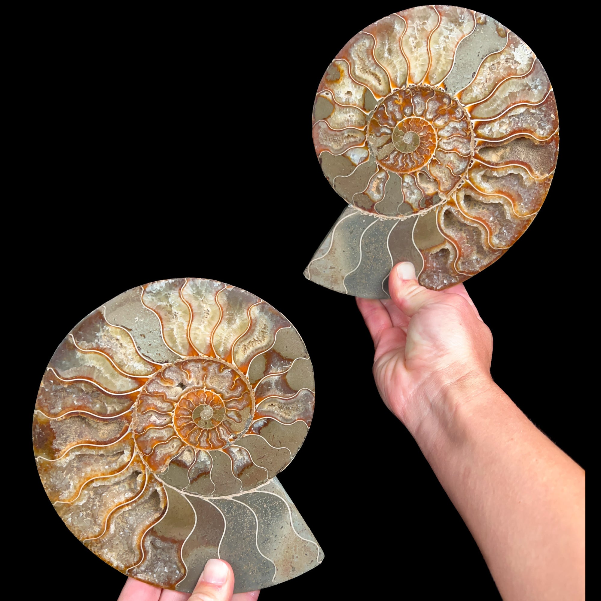 Large Split Ammonite Shell from Madagascar