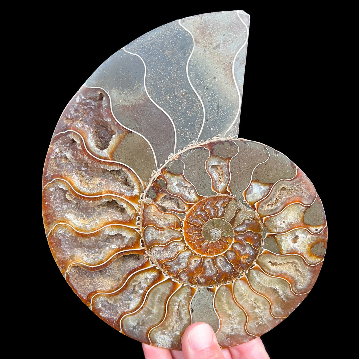 Large Cleoniceras Ammonite Fossil 