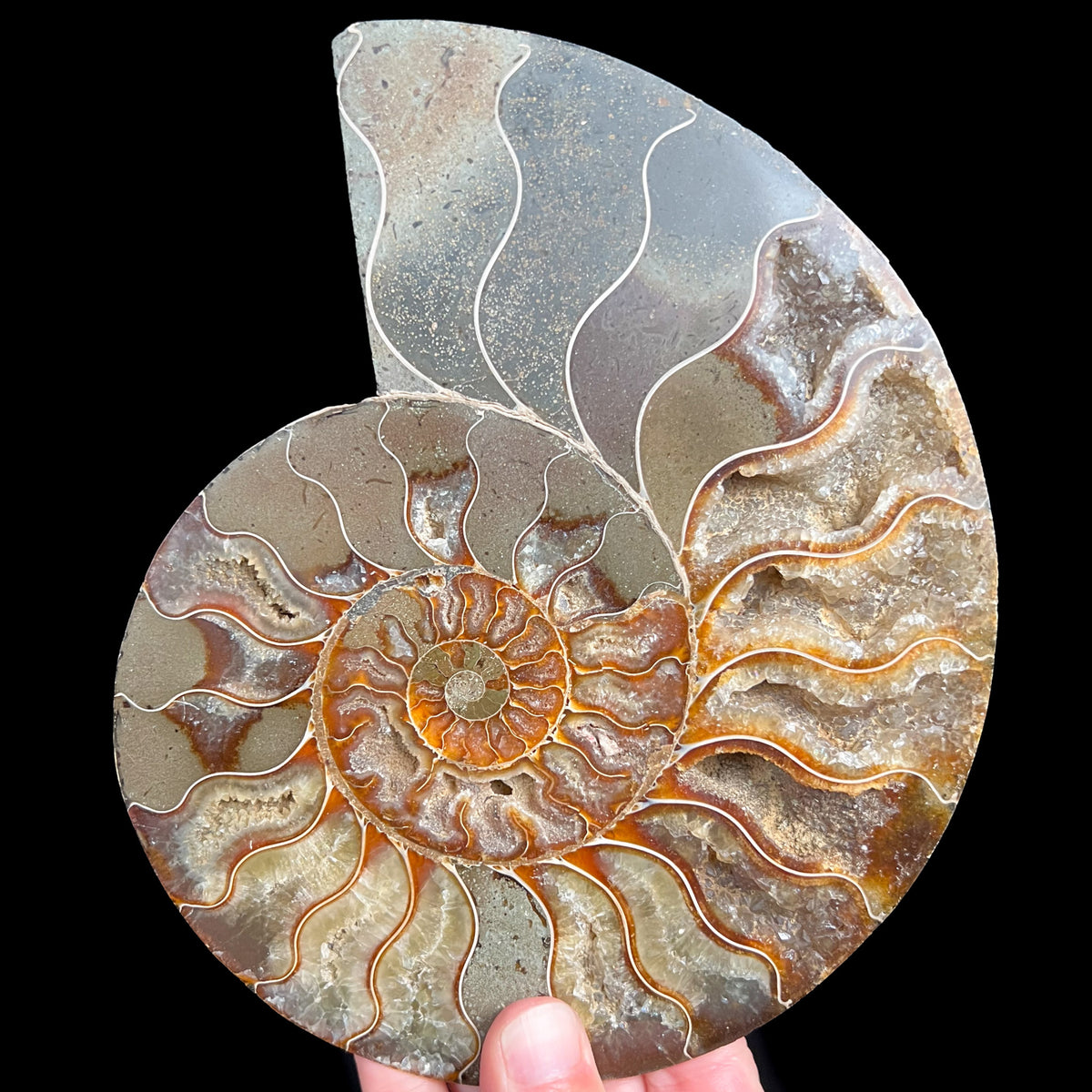 Large Cleoniceras sp. Ammonite Fossil