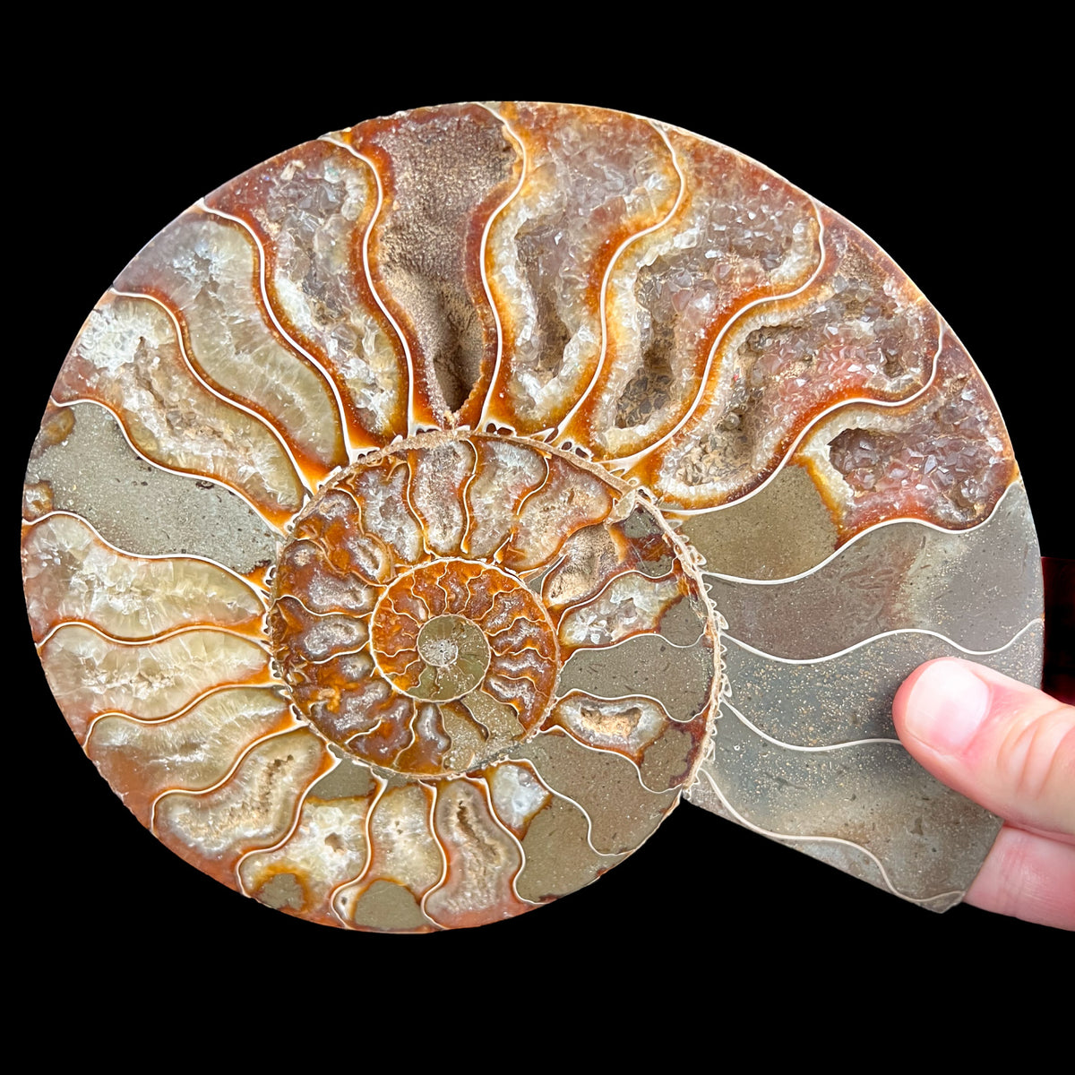 Interior Growth Chambers of Cleoniceras Ammonite