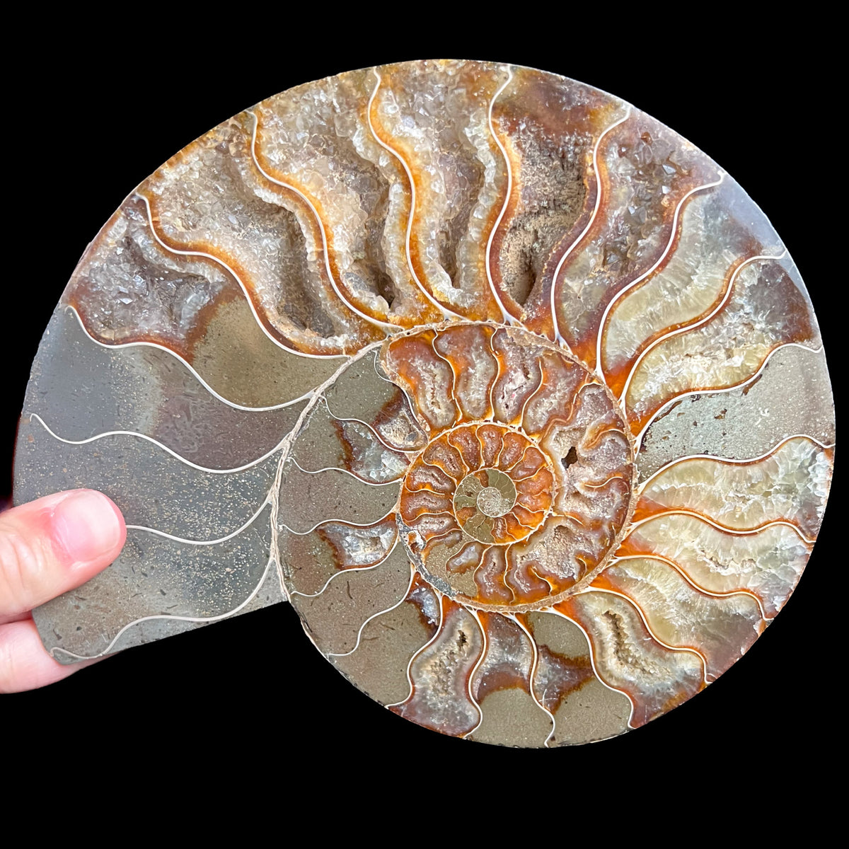 Interior of Cleoniceras Ammonite Fossil