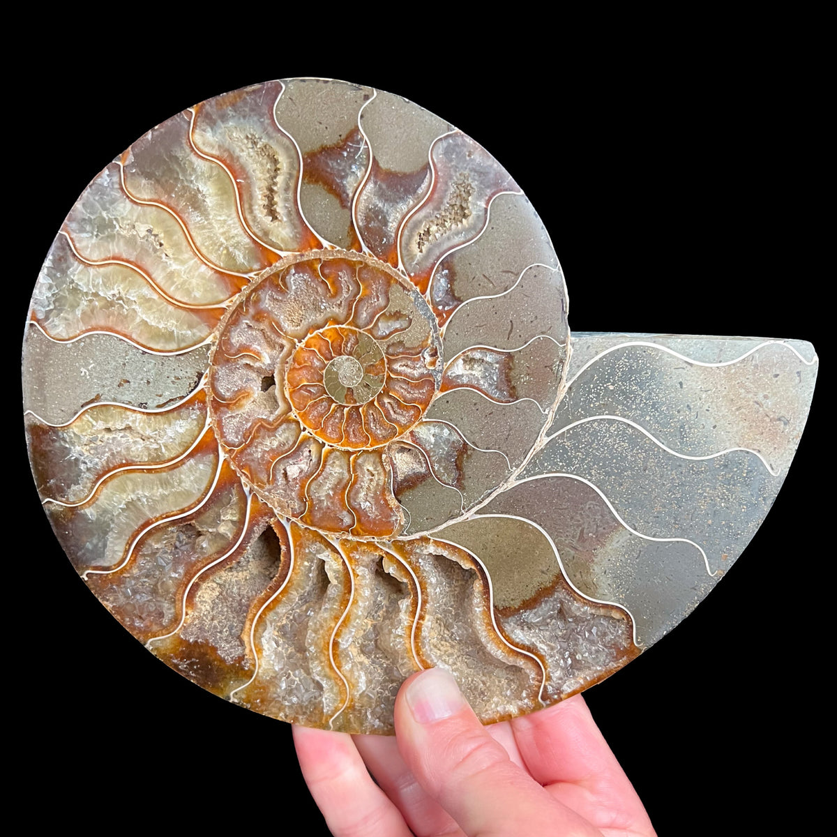 Large Cleoniceras Ammonite Fossil Shell