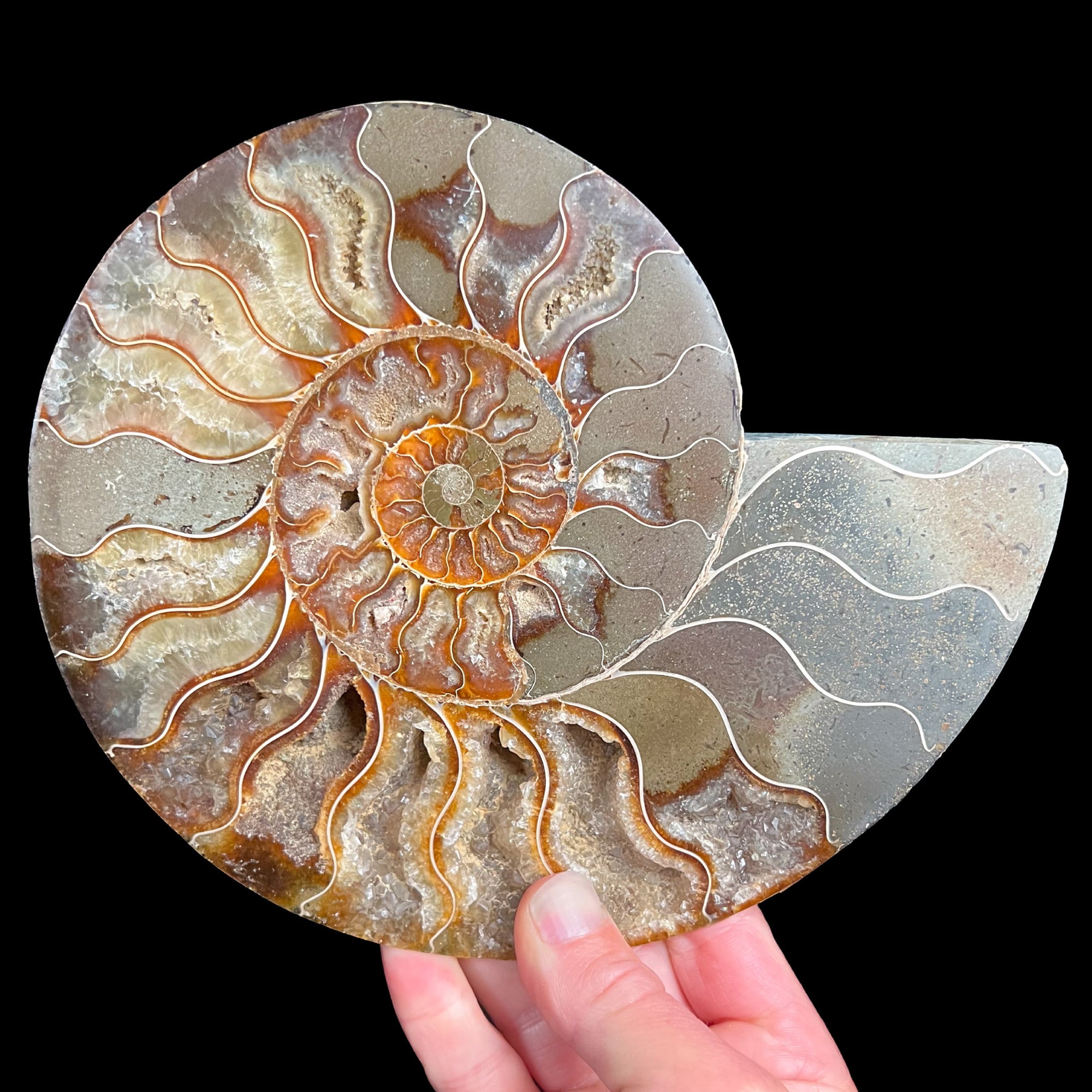 Large Split Ammonite Shell from Madagascar