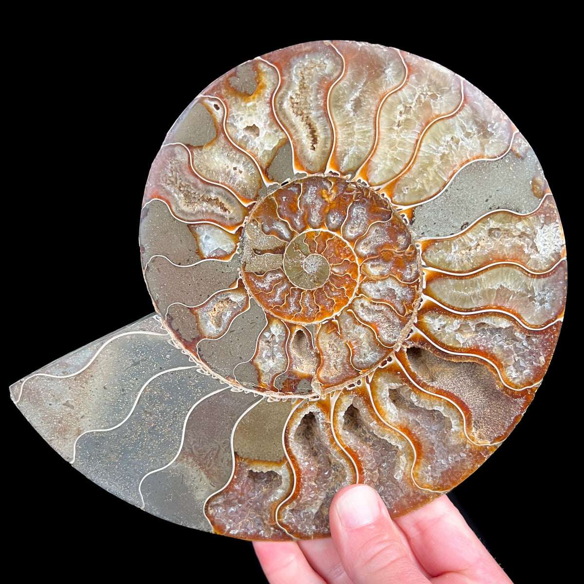 Large Cleoniceras Ammonite Fossil