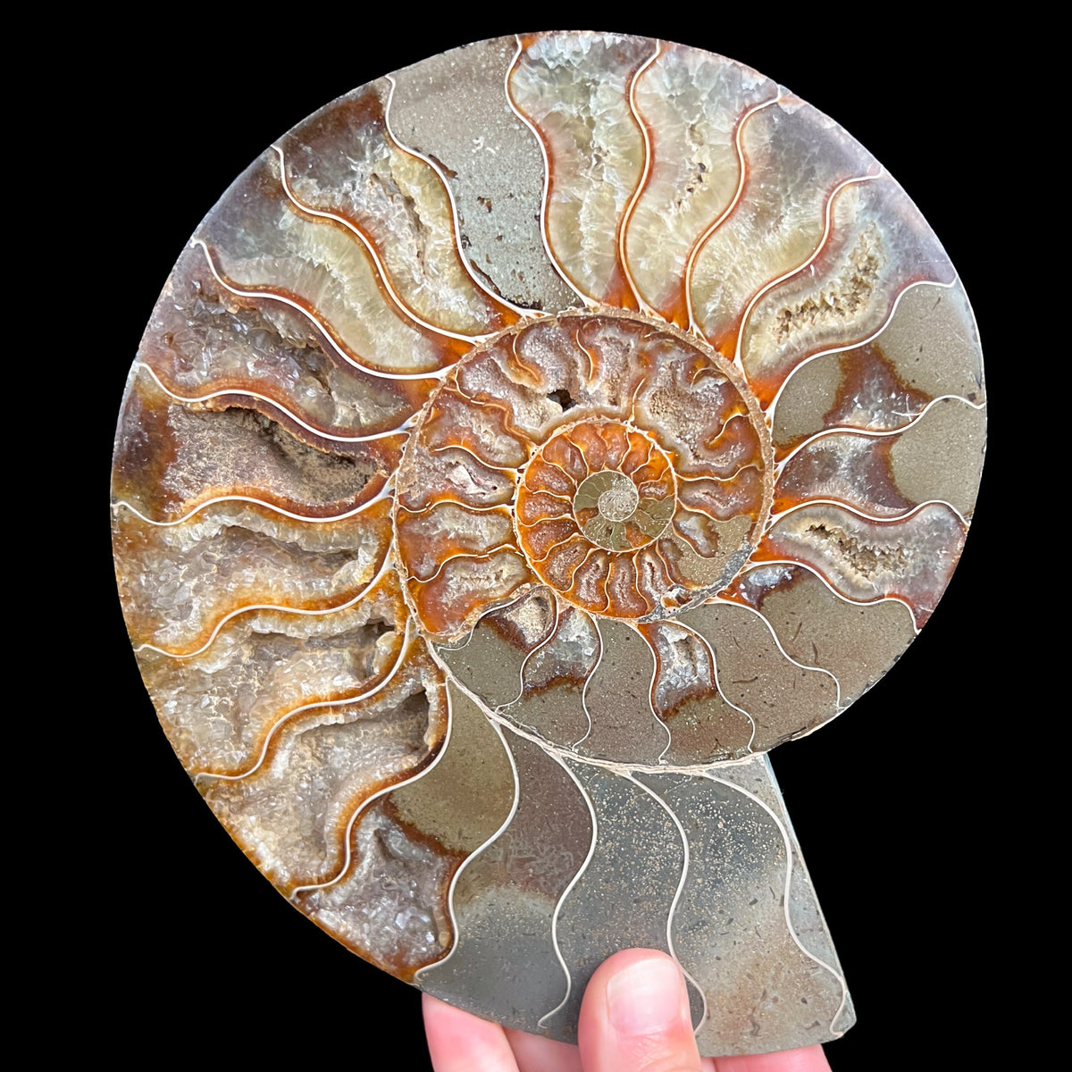 Interior Growth Chambers of Cleoniceras Ammonite