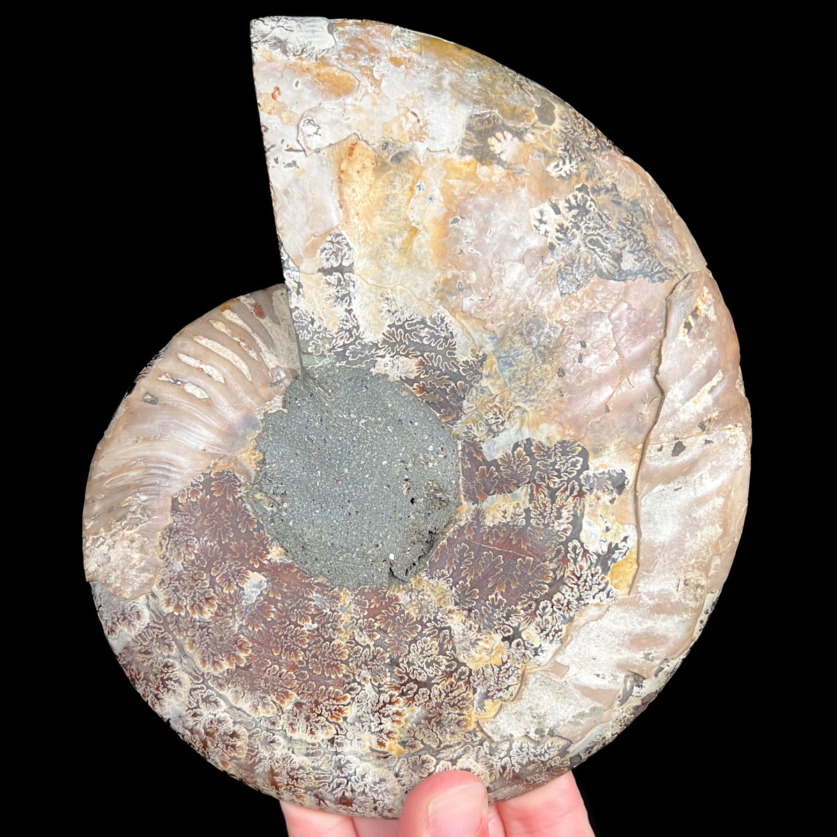 Exterior of Cleoniceras Ammonite Fossil Shell