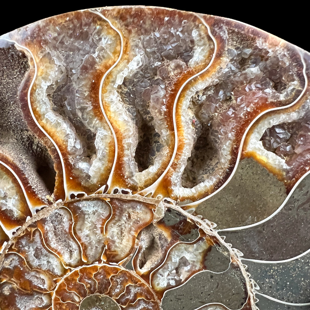 Close up of Calcite Crystals Inside a Fossil Ammonite