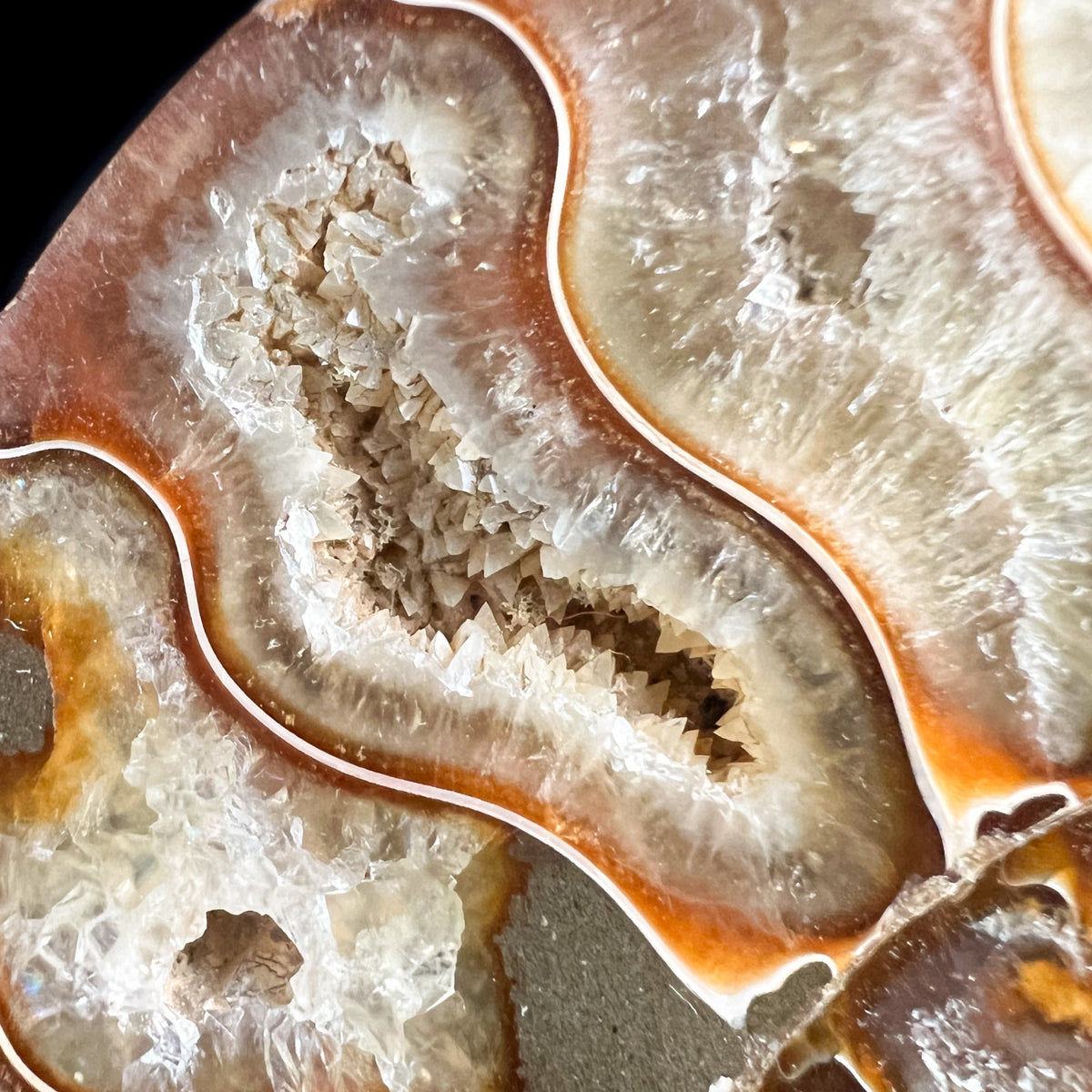 Calcite Crystals Inside Ammonite Growth Chambers