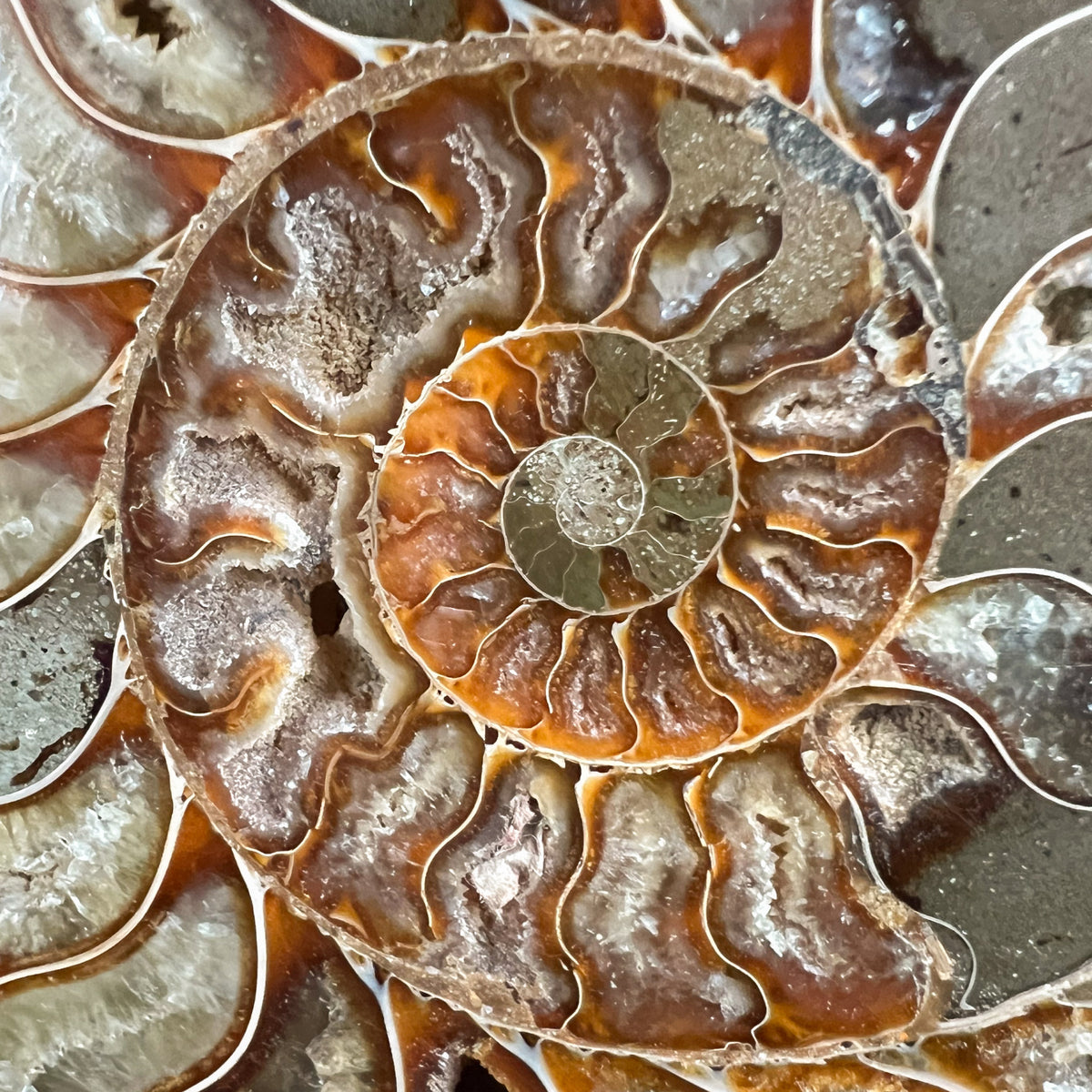 Close Up of Cleoniceras Ammonite growth chambers with crystals inside