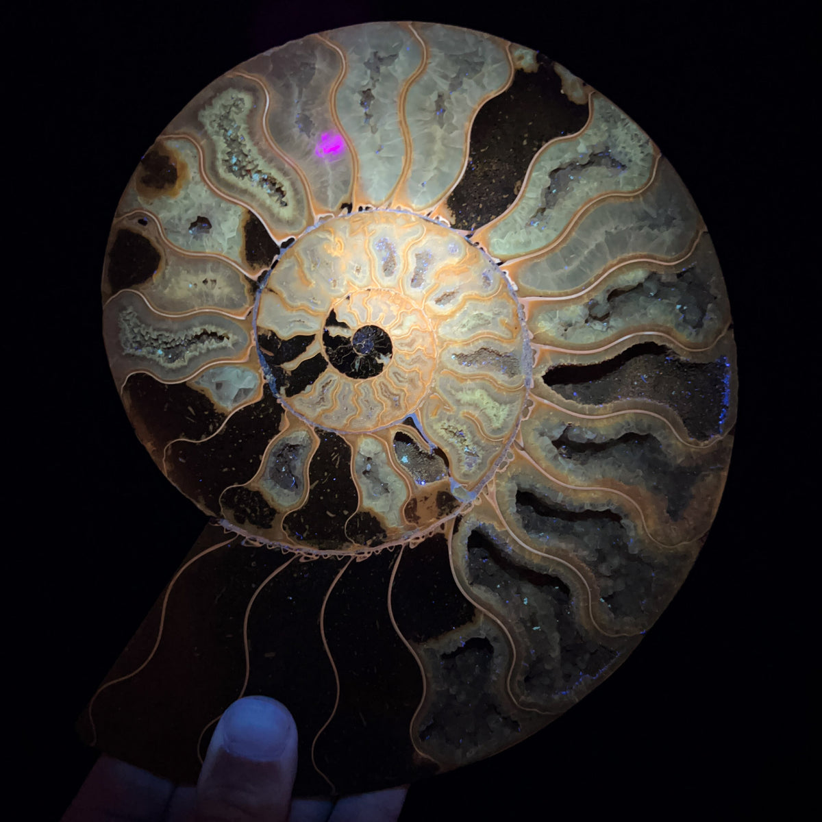 Ammonite fossil showing Fluorescence under UV Flashlight