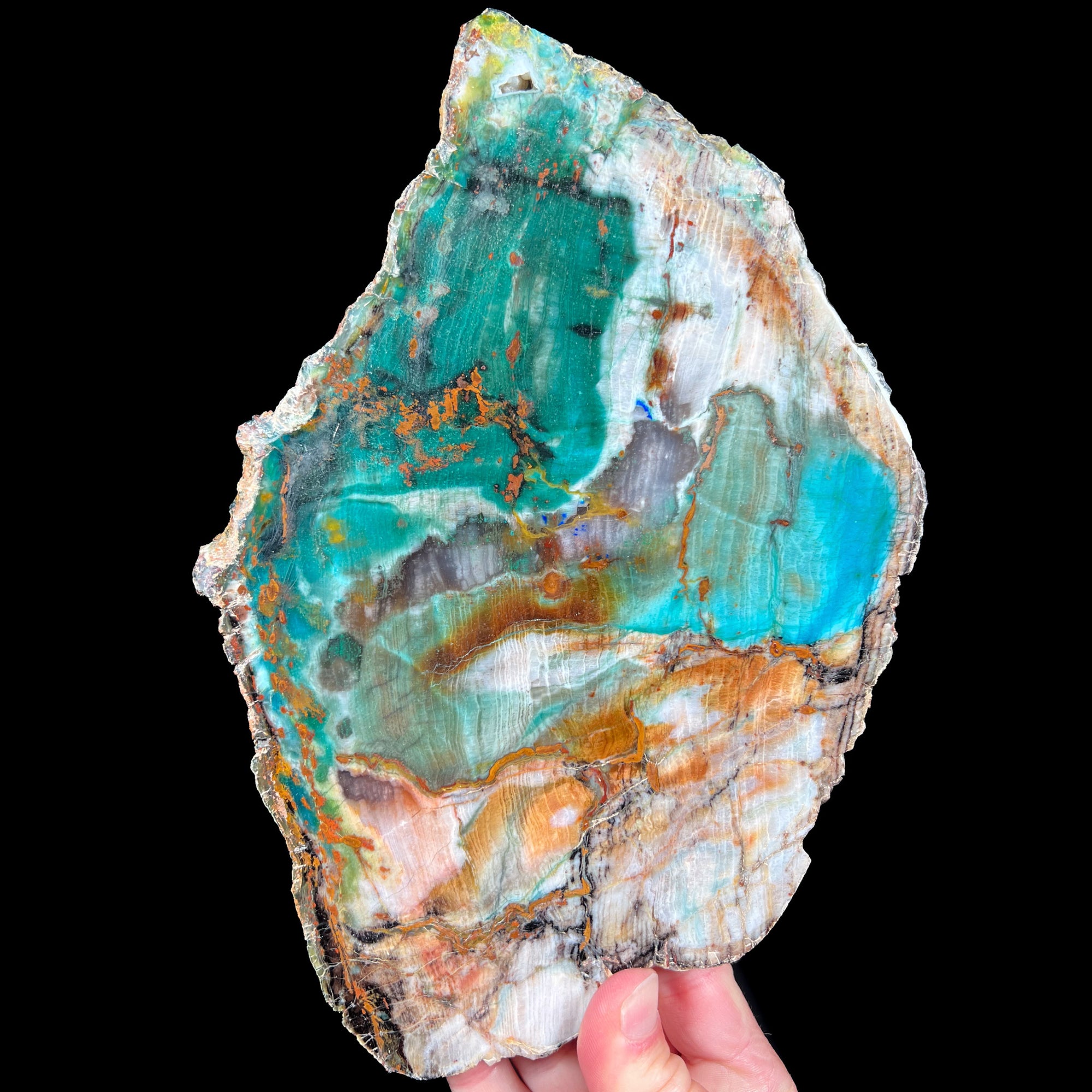 Rare Chrysocolla Petrified Wood from Turkey