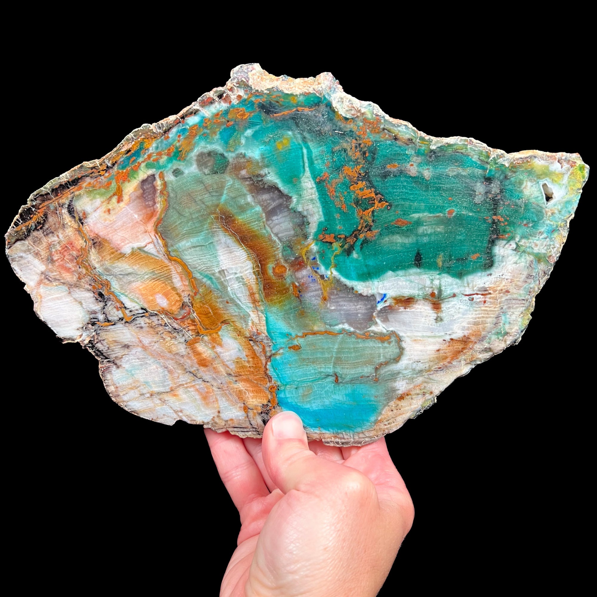 Rare Chrysocolla Petrified Wood from Turkey