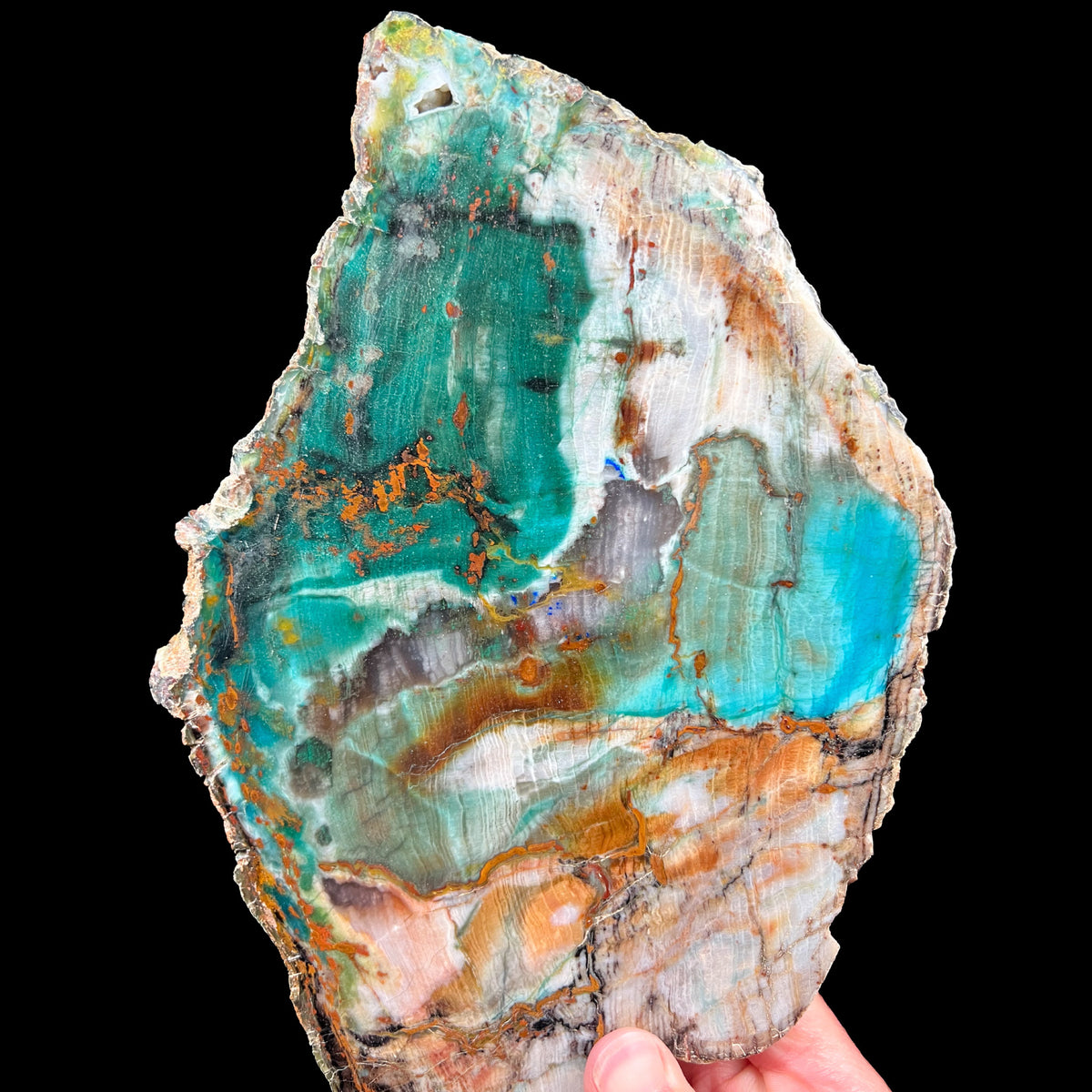 Petrified Wood with Chrysocolla, Azurite, Malachite and Volborthite