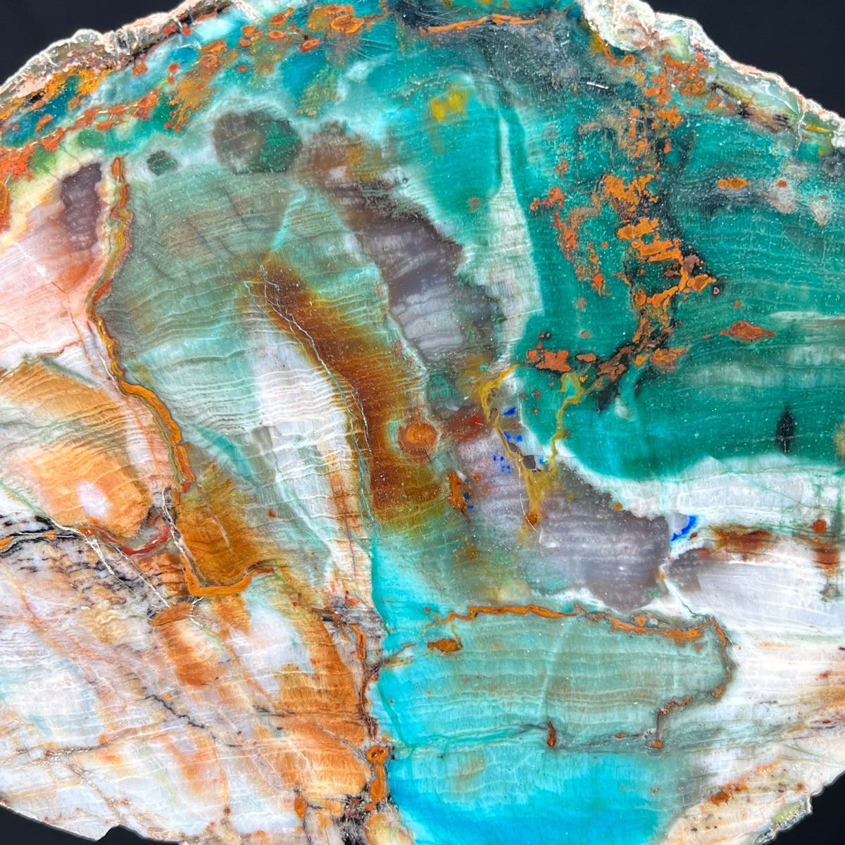 Petrified Wood with Copper Mineralization, Chrysocolla, Azurite, Volborthite, Malachite