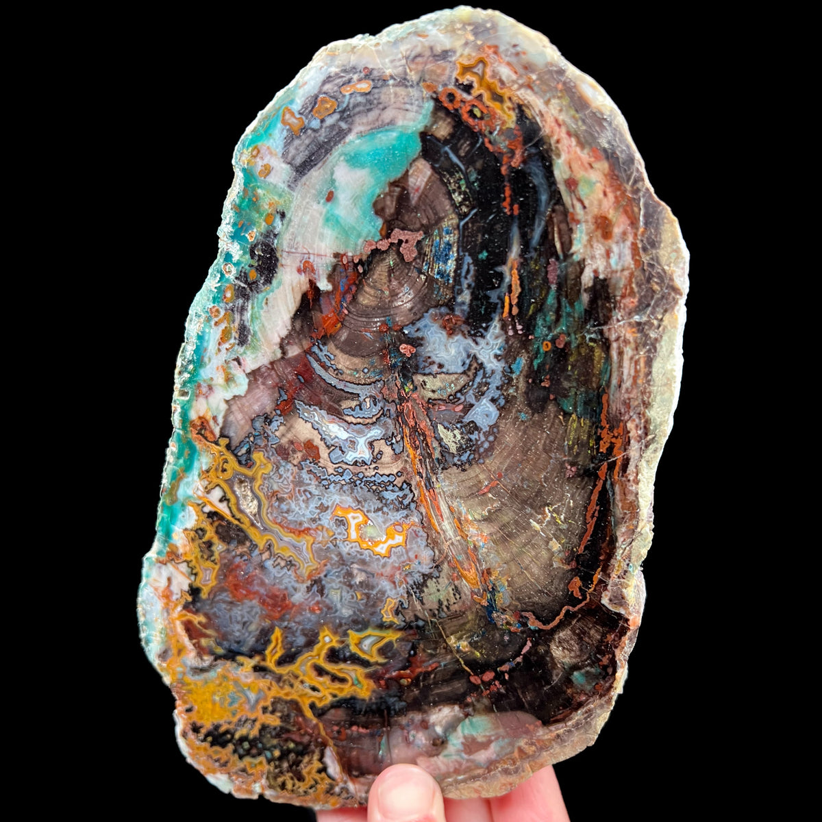 Petrified Chrysocolla Wood from Turkey with Chalcedony, Malachite and Azurite