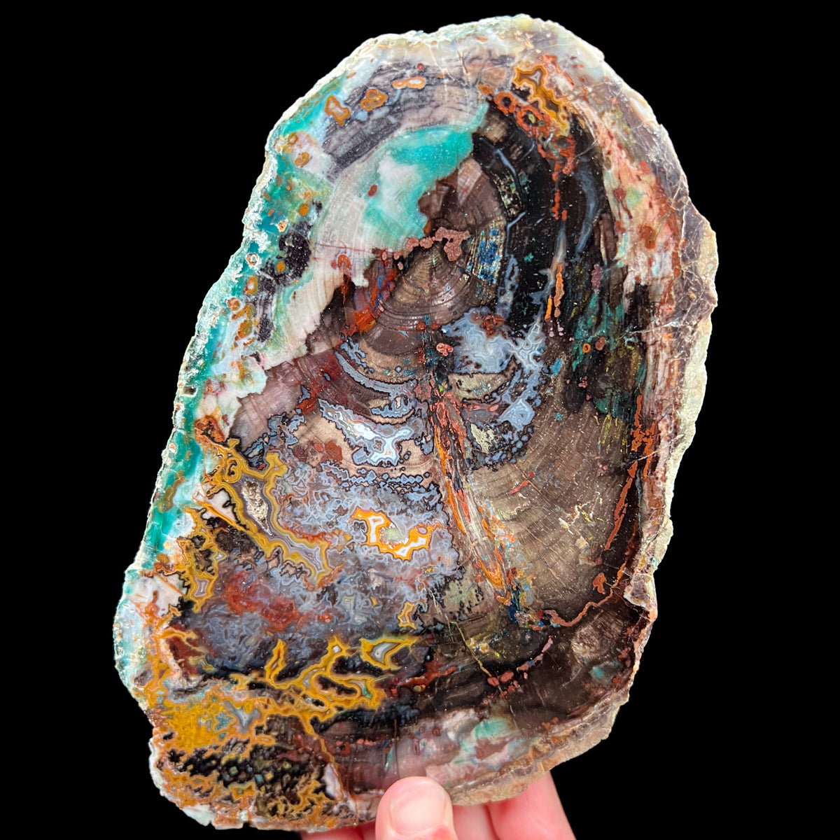 Chrysocolla Petrified Wood from Turkey with Azurite, Chalcedony, and Malachite