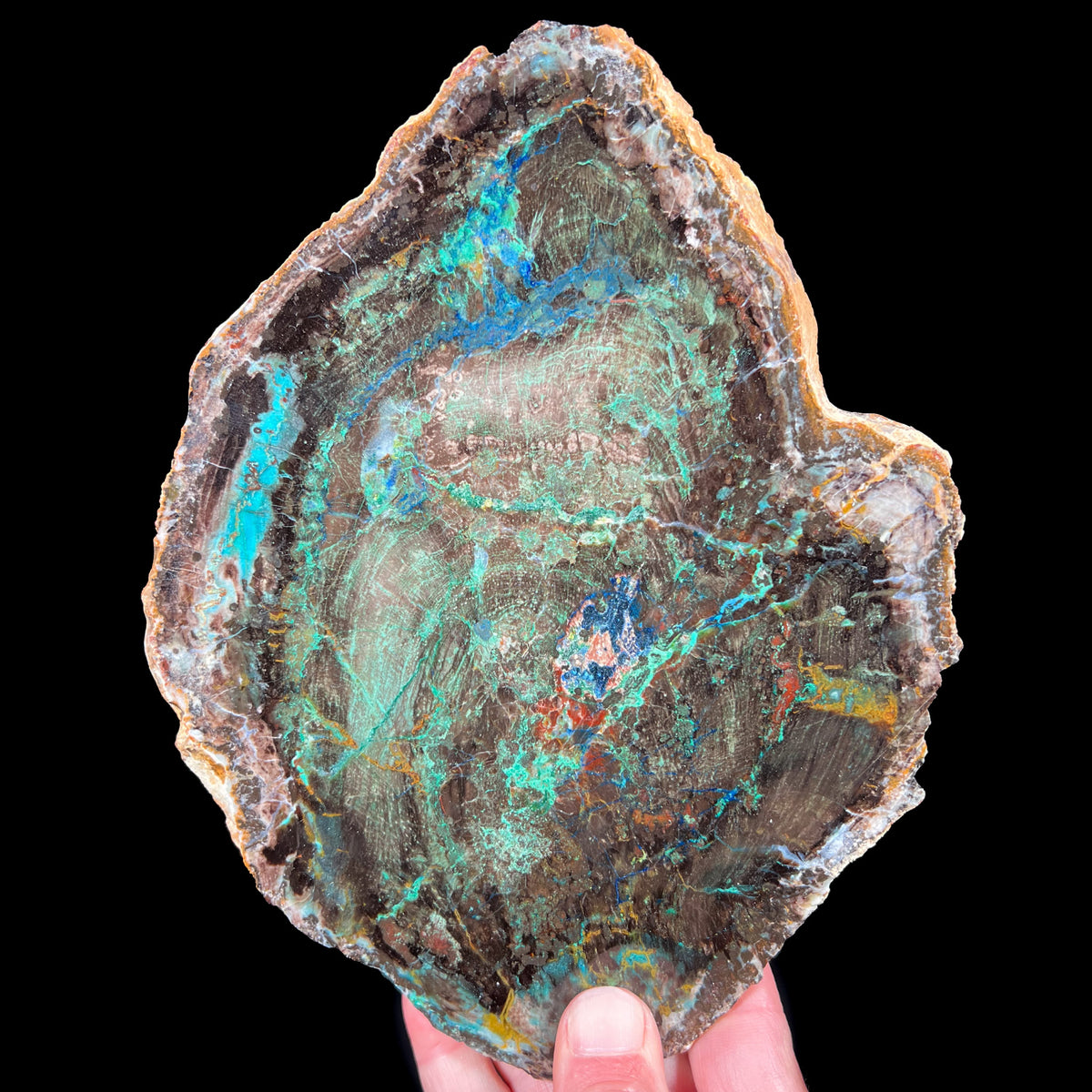 Rare Petrified Wood with Chrysocolla, Azurite and Malachite from Turkey