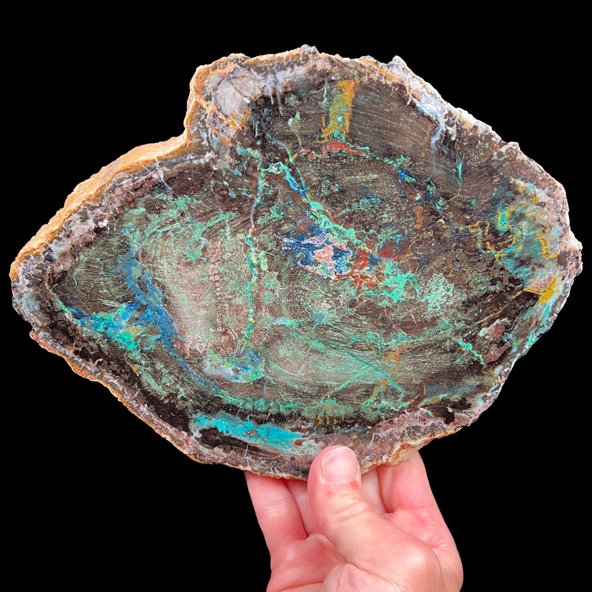 Rare Polished Petrified Colla Wood with Azurite from Turkey