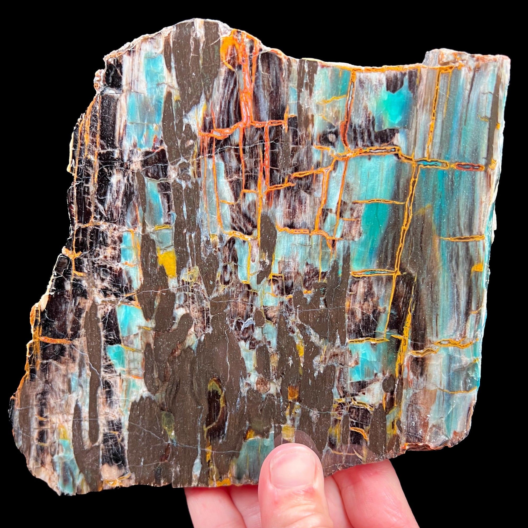 Petrified Colla Wood from Turkey with Chrysocolla Mineralization