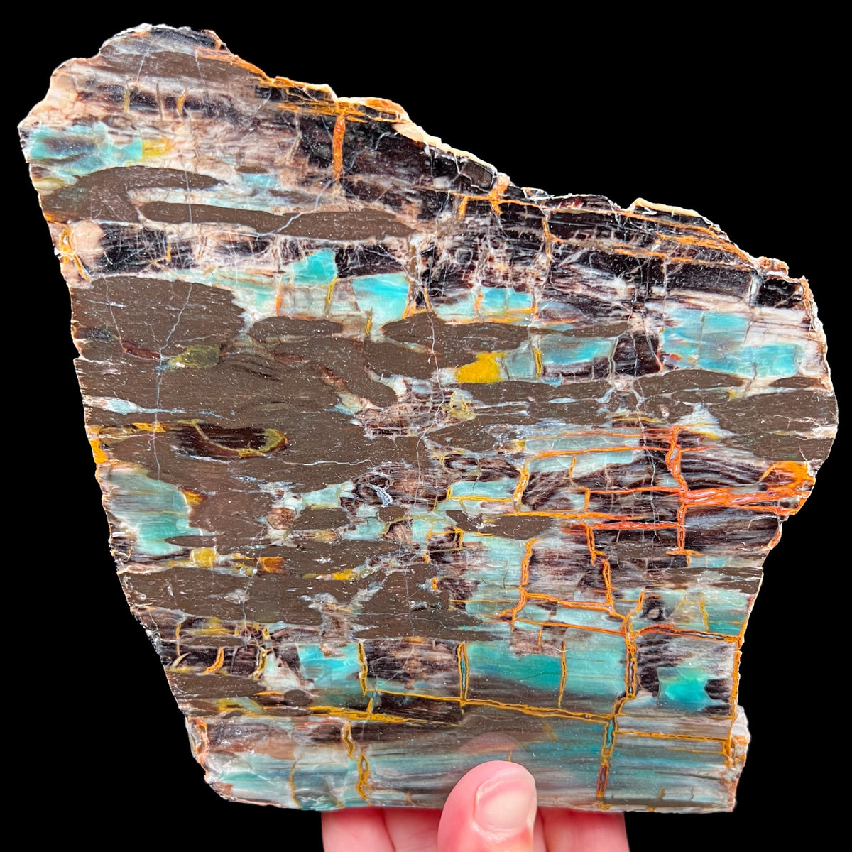 Petrified Chrysocolla Wood from Turkey