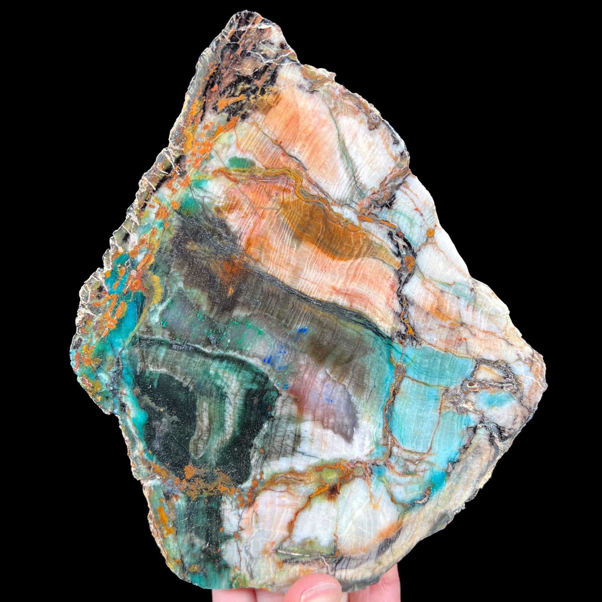 Petrified Wood with copper mineral inclusions of Chrysocolla, Azurite and Malachite from Turkey