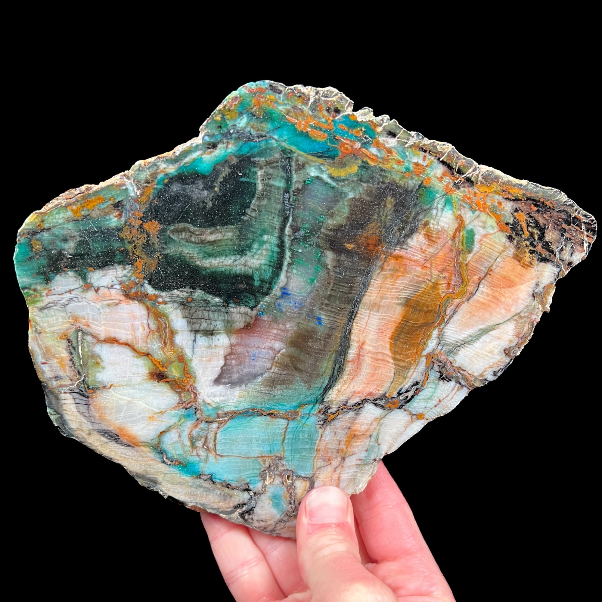 Petrified Wood with copper mineral inclusions of Chrysocolla, Azurite and Malachite from Turkey