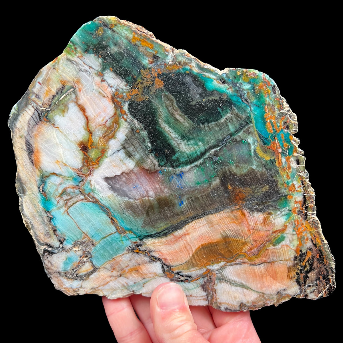 Rare Petrified Wood with Chrysocolla, Azurite and Malachite