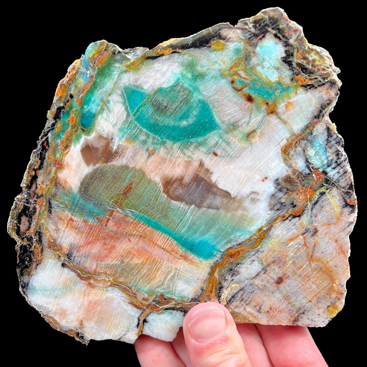 Petrified Wood with Chrysocolla from Turkey