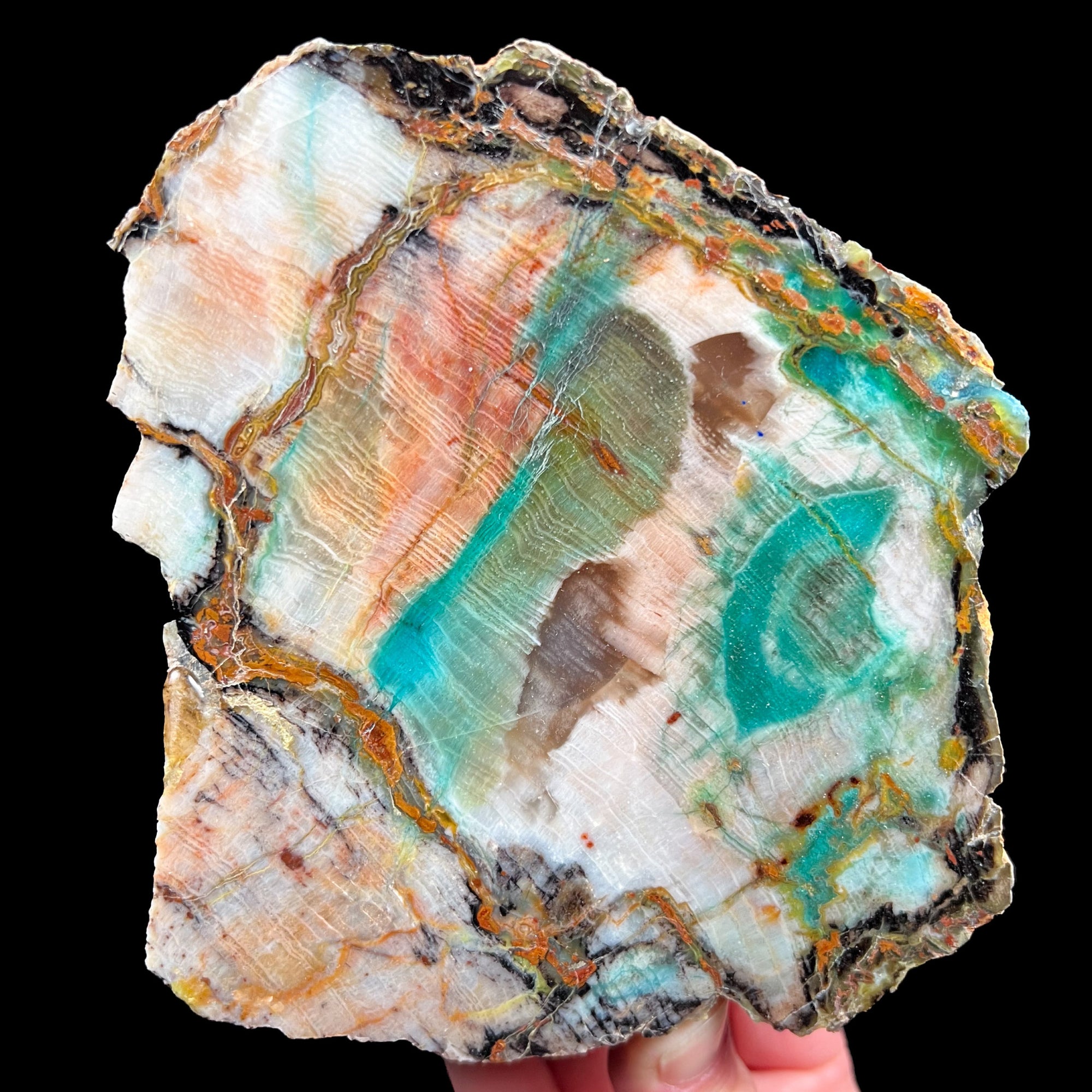 Petrified Wood with Chrysocolla from Turkey