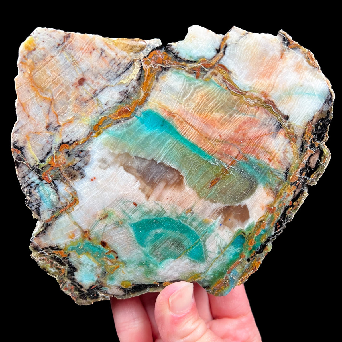 Petrified Wood with Copper mineral inclusions