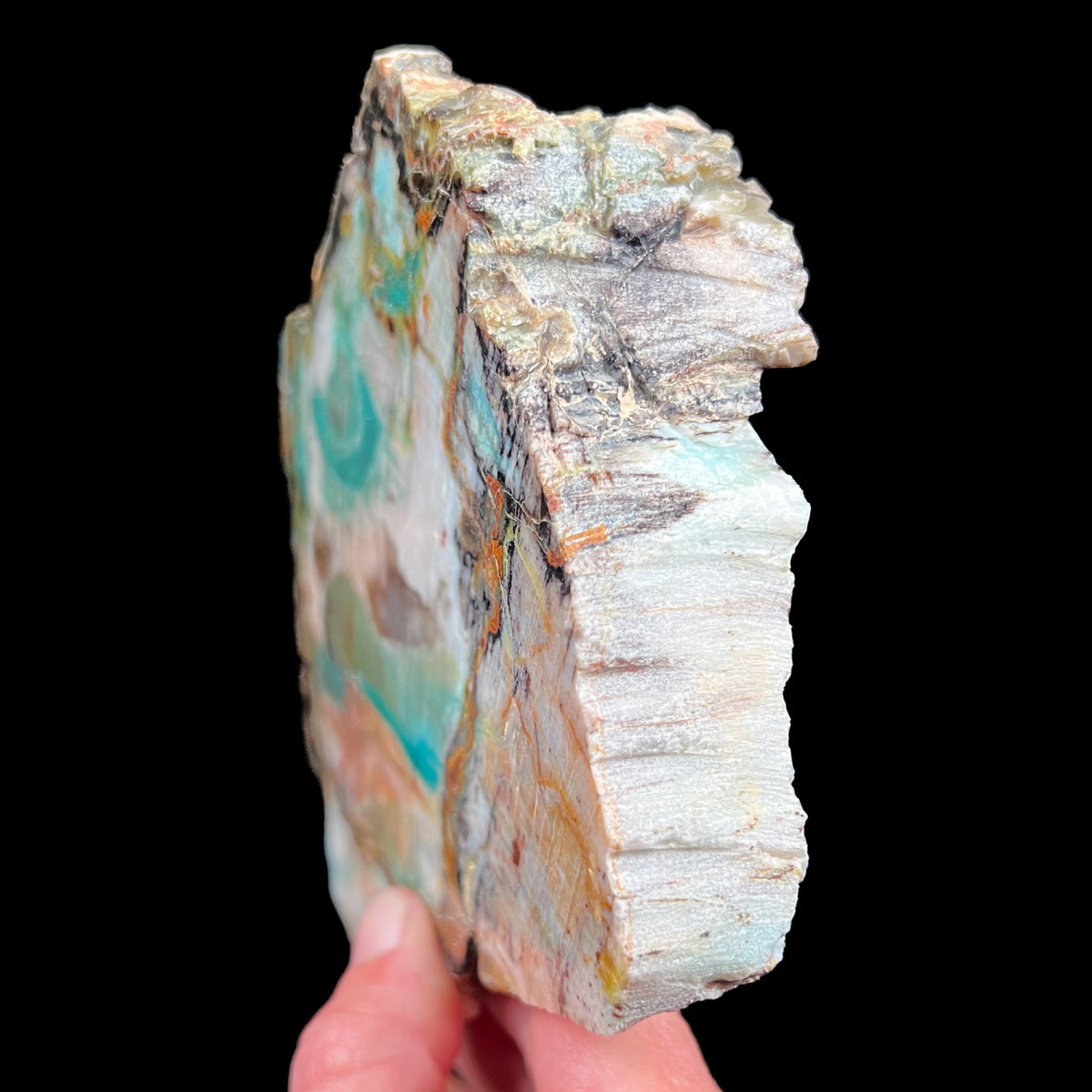 Side View of Colla Petrified Wood 