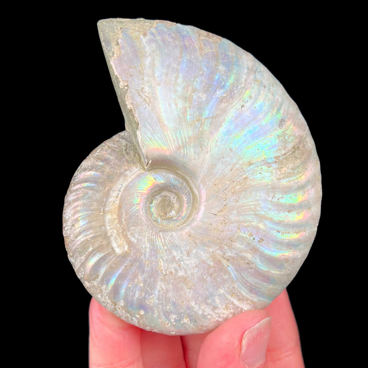 Rainbow Ammonite Shell Fossil from Madagascar